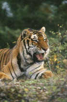 Siberian Tiger  panthera tigris altaica  sitting on the ground looking menacing