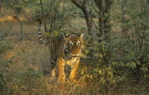 Indian Tiger  panthera tigris tigris  Ranthambore National Park Rajasthan south of Delhi near Sawai MadahapurWalking towards camera through shubs and grass