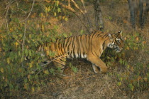 Indian Tiger  panthera tigris tigris  Ranthambore National Park Rajasthan south of Delhi near Sawai Madahapur Walking through grass and shrubs