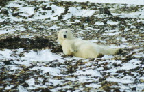 Polar Bear  ursus maritimus  lying on its back in a kelp bed on the shore of Hudson bay near Churchill Canada