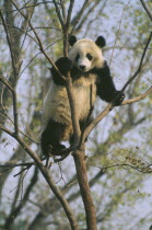 Giant Panda in tree at Beijing Zoo