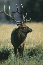 Male Elk  cervus elaphus  looking sideways in Yellowstone USA