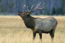 Male Elk  cervus elaphus  bugling in Yellowstone USA