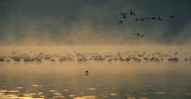 Flamingoes in flight and wading in a misty dawn on Lake Nakura Kenya