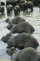 Indian Elephants at sanctuary orphanage bathing in Maha Oya river at Pinawella near Kandy Sri Lanka