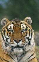 Siberian Tiger  panthera tigris altaica  portrait