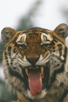 Siberian Tiger  panthera tigris altaica  yawning