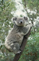 Koala Bear sitting in a tree
