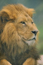 Male Lion  panthera leo  portrait
