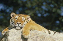 Siberian Tiger  panthera tigris altaica  lying on rock almost asleep