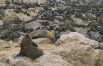 Sea Lion colony on the Atlantic coast of Namibia