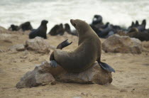 Sea Lion sitting on a rock scratching its neck in the colony on the Atlantic coast of Namibia