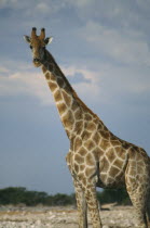 Single giraffe standing in semi desert in Etosha Namibia