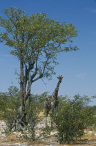 Single giraffe standing under trees in semi desert of Etosha Namibia