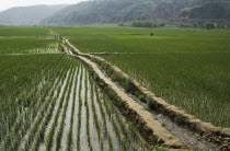 China, Near Yanan, View along irrigation channel feeding rice paddy fields.