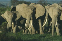 African Elephant herd  loxodonta africana  in evening light at Amboseli National Park Kenya