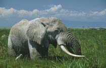 Male Tusker African Elephant  loxodonta africana  in grassland swamp in Amboseli Kenya