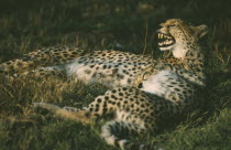 Female Cheetah  acinonyx jubatus  lying down with cub in Amboseli Kenya