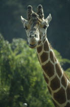 Giraffe head and neck portrait