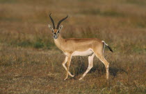 Grant s Gazelle  gazelle granti  walking on the Masai Mara Kenya