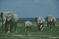 Male African Elephant  loxodonta africana  with two females and one baby walking on savannah Amboseli Kenya