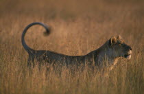 Lioness  panthera leo  in tall grass at sunset in the Masai Mara Kenya