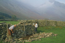 Men reparing drystone wall Wasdale Head Lake District