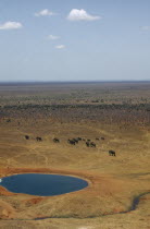 African Elephant Herd  loxodonta africana  walking across dry savannah away from watering hole in Tsavo Kenya