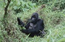 Mountain Gorilla sitting on the ground eating at Virunga National Park Zaire