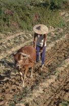 Man ploughing field with ox drawn plough