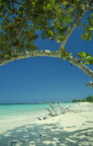 Empty beach with driftwood seen through branches of mangrove tree