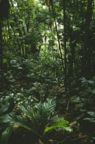 Interior of deciduous rainforest dating from the Jurassic period