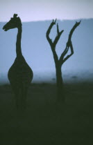 Silhouette of single Giraffe looking sideways and tree in Samburu National Park Kenya