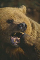 Brown Bear  ursus arctos  play fighting with another bear
