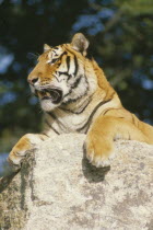Siberian Tiger  panthera tigris altaica  lying on rock