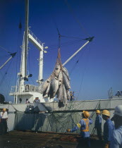 Tuna fish being winched over the side of a trawler by men wearing hard hats