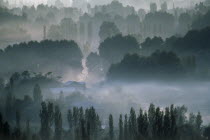 Evening mist amongst trees and country houses