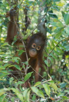 Baby Orang Utan  pongo pygmaeus  at rehabilitation centre in Borneo