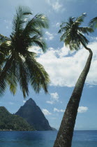 The Pitons seen from beneath coconut palm trees on the beach
