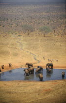 African Elephant herd  loxodonta africana  at watering hole on dry savannah in Tsavo Kenya