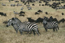 Group of Burchell s Zebra  equus burchelli  among wildebeast on savannah in Ngorongoro Crater Tanzania