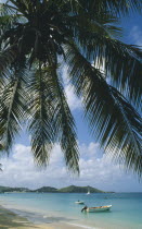 Coconut palm tree hanging over beach with small motor boats moored offshore