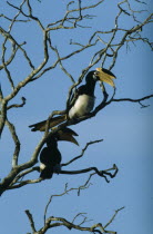A pair of Malabar Pied Hornbills sitting in a tree at Wilpettu in Sri Lanka