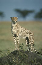Cheetah  acinonyx jubatus  standing on mound in Amboseli Kenya