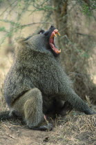 Baboon with mouth wide open baring teeth