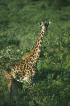 Maasai Giraffe  giraffa camelopardalis  amongst trees at Momella Tanzania