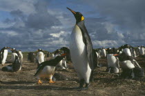 King Penguin walking among nesting Gentoo Penguins