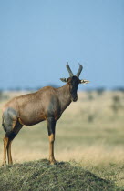 Single Topi  damalascus lunatus  standing on a mound as a lookout for the herd on the Masai Mara Kenya