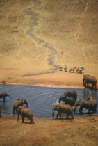 African Elephant herd  loxodonta africana  at watering hole on dry savannah in Tsavo Kenya