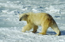 Polar Bear  ursus maritimus  walking on snow at Hudson bay near Churchill Canada